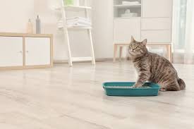 That said, there certainly is a way to get the right cat litter for you and your pet. The Best Cat Litters Of 2021 Pet Life Today