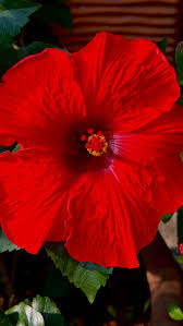 Image result for Hibiscus aethiopicus