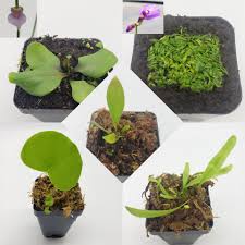 Image result for Utricularia
