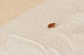 Bed bugs are messy creatures. The Difference Between Bed Bug Introductions And Infestations