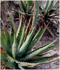 Use them in commercial designs under lifetime, perpetual & worldwide rights. Agave Oteroi Asparagaceae Agavoideae A New Species From North Central Oaxaca Mexico