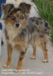See more of australian shepherd puppies for sale on facebook. Toy Australian Shepherd Dog Breeders Websites Puppysites Com