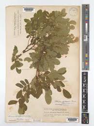 Image result for Cathormion