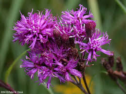 Image result for Vernonia stenocephala