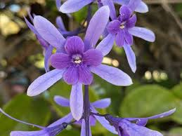 Image result for Petrea volubilis