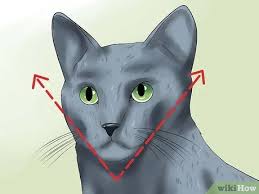 The thick russian blue coat is easy to groom with brushing or combing once or twice a week. How To Identify A Russian Blue 12 Steps With Pictures Wikihow