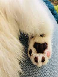 Why do cat's paws get cold? Cat Paw With Black Paw Pads And A Single Pink Pad Tabby Cat Cat Paws Cat Care