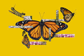 Monarch butterflies in north america make their way to mexico each winter, a migration of some 2,000 miles. Help Monarch Butterflies With More Milkweed Less Pesticides Los Angeles Times