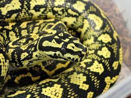 Jungle Carpet Python Morelia Spilota Cheynei Amazingly This Is Camouflage Not Warning Colours This Snake S Pattern Resembl Pet Snake Snake Breeds Python