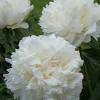 Boule de neige is a very strong peony with dark foliage and double flowers with some carmine red in the heart. 1