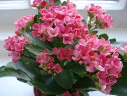 Tanaman hias tahan panas merupakan salah satu jenis tanaman, yang mampu bertahan di tengah terik matahari dengan cuaca. Cara Menanam Dan Merawat Bunga Kalanchoe Bibitbunga Com