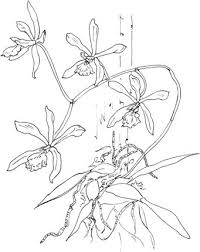Epidendrum Tampense Or Butterfly Orchid Coloring Page Coloring Pages Orchids Flower Coloring Pages