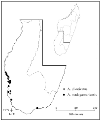 Image result for Anisotes formosissimus