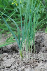 Semer Des Poireaux D Hiver Et Les Repiquer Astuce Jardin Jardin Potager Potager Bio