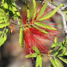 Image result for Calliandra tweedii