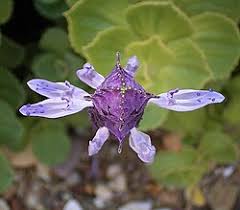 Image result for Plectranthus chimanimanensis