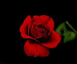 Find & download free graphic resources for background oil painting. Black And Red Roses Red Rose On Black Background Oil Painting On Canvas 60x73cm 2007 Rose Painting Dark Red Roses Red Roses