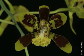 Image result for Graphorkis