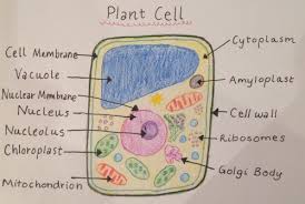Check spelling or type a new query. Plant Cell Vs Animal Cell
