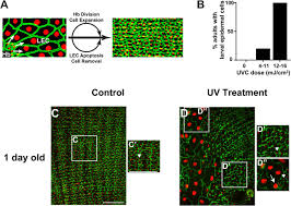 What is an epidermal cell epidermal cell: Drosophila Larval Epidermal Cells Only Exhibit Epidermal Aging When They Persist To The Adult Stage Biorxiv
