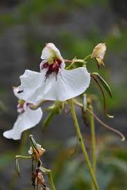 Image result for Impatiens tinctoria