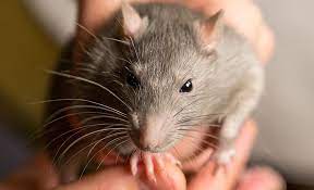 These viruses normally cause infection. Deutschland Erste Hantavirus Ubertragung Durch Eine Hausratte Wissenschaft De