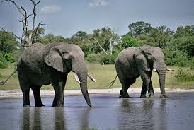 Afbeeldingsresultaat voor olifanten
