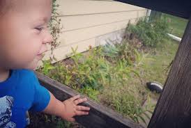 Where would one find a praying mantis by Wednesday as a birthday gift for a  coworker.