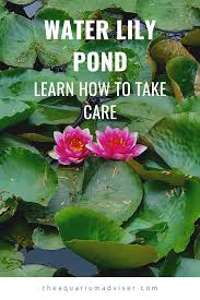 Water Lily Pond Water Lily Pond Lily Pond Water Lilly