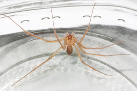Camel spiders can be as large as a frisbee. Utah S Dangerous Spiders