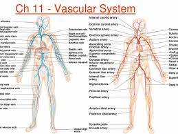 Blood vessel labeling 7p image quiz. Diagram Human Body Vessel Diagram Full Version Hd Quality Vessel Diagram Diagramhs Casale Giancesare It