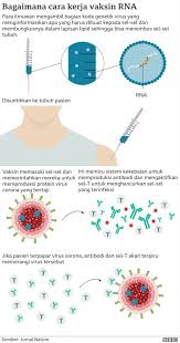 Covid 19 Vaksin Pfizer Biontech Dinilai Aman Untuk Digunakan Di Inggris Mulai Pekan Depan
