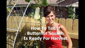 It seems like the stem is going to dry out. When To Harvest Butternut Squash Youtube