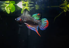 Betta Imbellis Betta Fish Betta Betta Fish Types