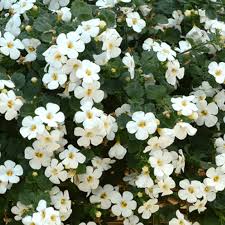 Image result for foto bacopa