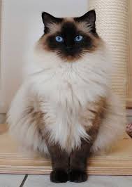 Beautiful Long Hair Cat In World Fluffy Cat Breeds Cute Animals Cute Cats