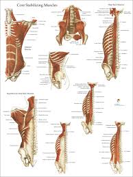 They are categorized by the muscles which they affect (primary and secondary), as well as the equipment required. Deep And Core Stabilizing Muscles Poster 18 X 24