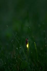 Lightening Bug Firefly Lighting Bugs Quote Of The Day