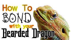 Bearded Dragon Care Sheet A Complete Guide For Beginners