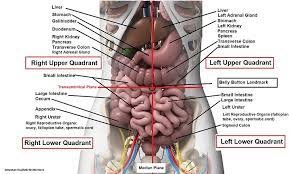 Abdominal quadrants are a way of sectioning internal organs into four regions for diagnostic, and descriptive purposes. Four Abdominal Quadrants And Nine Abdominal Regions Anatomy And Physiology