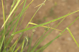 Image result for Fuirena pubescens