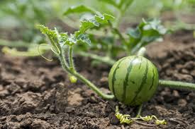 And friday 6:00 am to 4 pm. How To Grow Your Own Watermelons One Green Planet