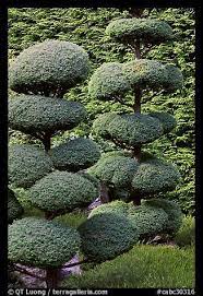 Juniper Topiary Trees Trimed Japanese Garden Butchart Gardens Victoria British Columbia Canada Color Butchart Gardens Japanese Garden Topiary Garden