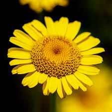 Image result for Chrysanthellum