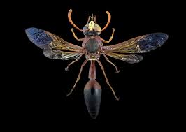 Image result for Gnidia chapmanii