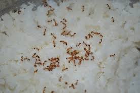 By betsy jabscleaning garden health. How To Get Rid Of Grease Ants Coplete Guide Log Homes Networks