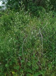 Image result for Crambe kilimandscharica