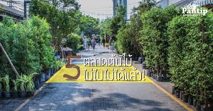 5 ตลาดต นไม ไม ไปไม ได แล ว pantip jj market tue 15 18 wed thu 8 17 ราบ11 บางเขนน ท กว น เล ยบด วน รามอ นทรา ประด ษฐ มน ธรรม 27 และรอบๆ ท กว น