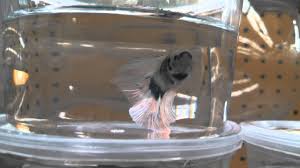 These realistic thailand betta fish can be customized as gifts. Petco Bettas Youtube