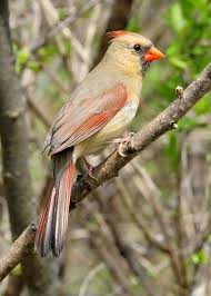 Birds That Look Like Cardinals Northern Cardinal Cardinalis Cardinalis Videos Photos And Sound Recordings The Internet Bird Collection H Northern Cardinal Cardinal Watercolor Cardinal